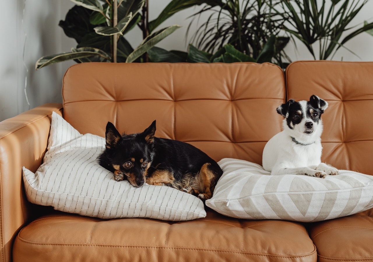 Two dog cuddling together on couch