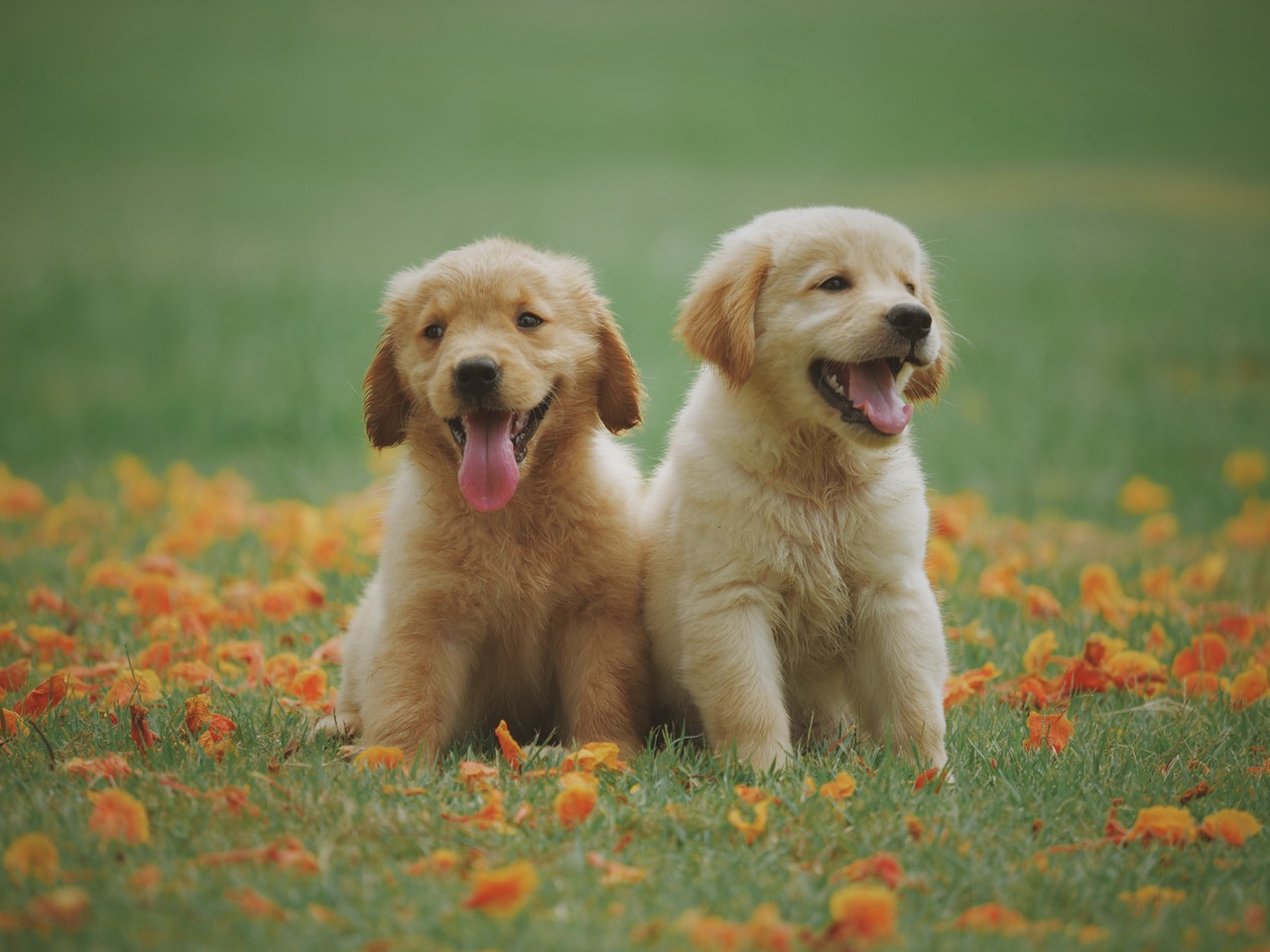 Puppy golden retrievers sitting in fields