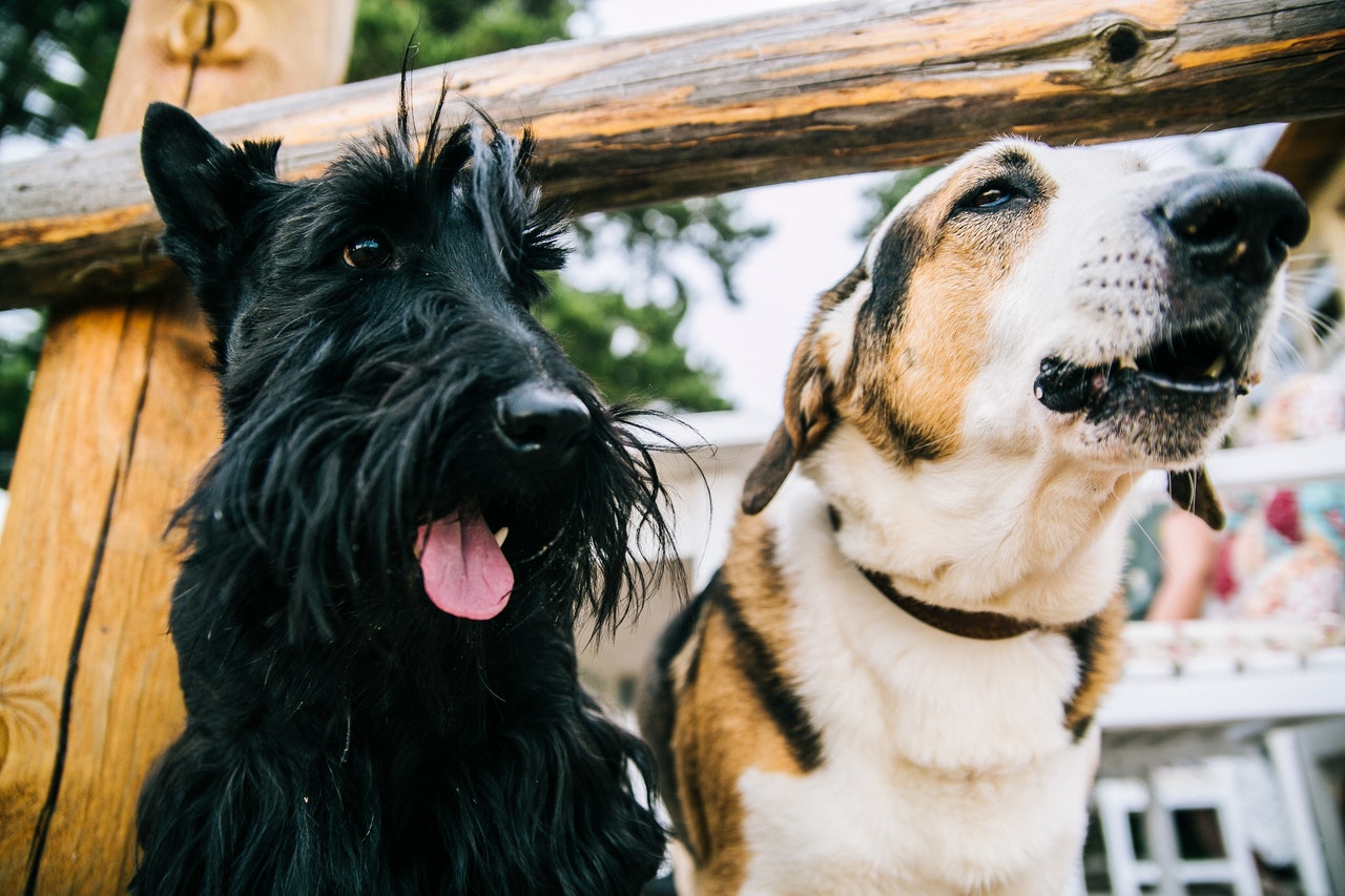 Two dogs peaking under fence