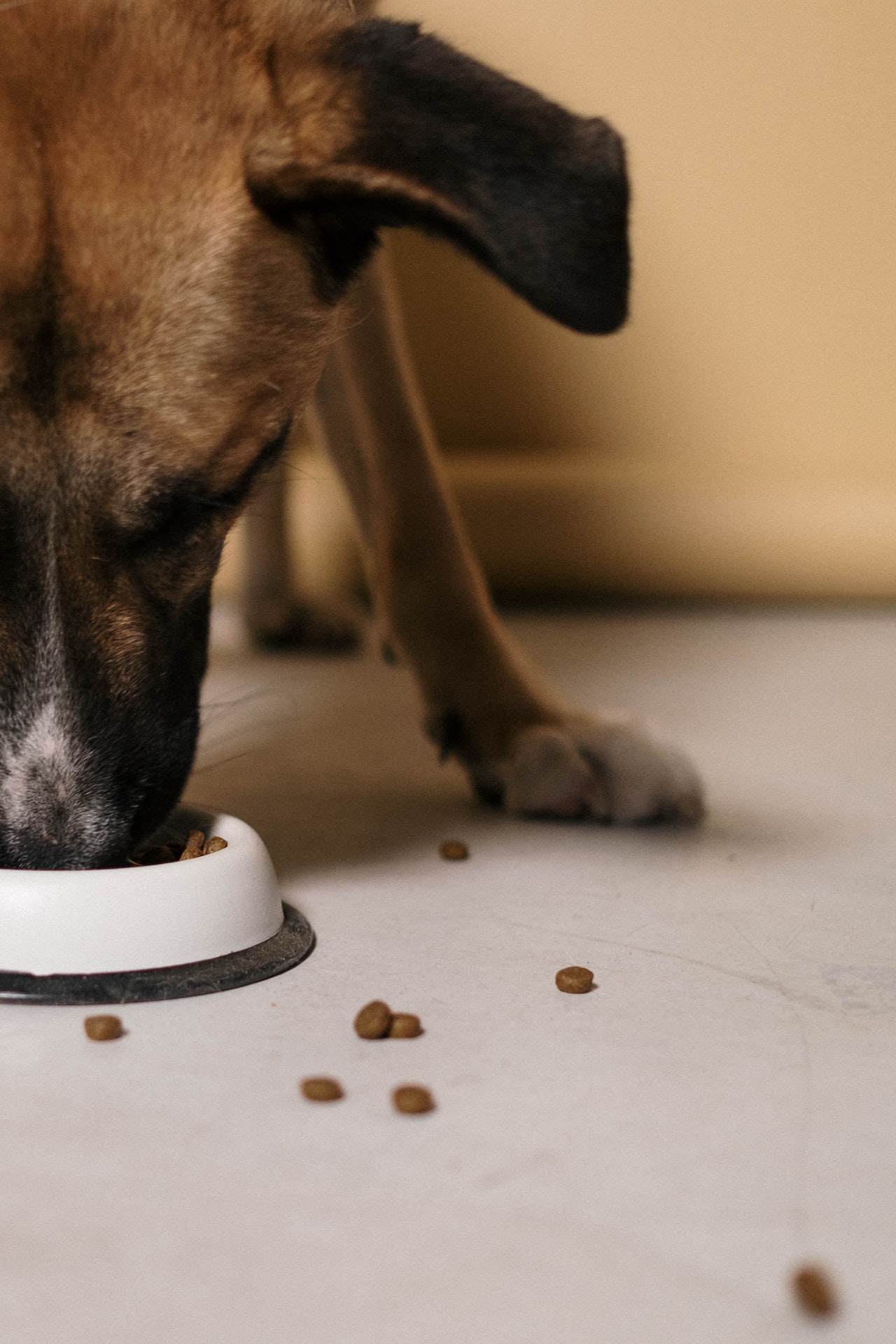 Dog eating out of a pet bowl