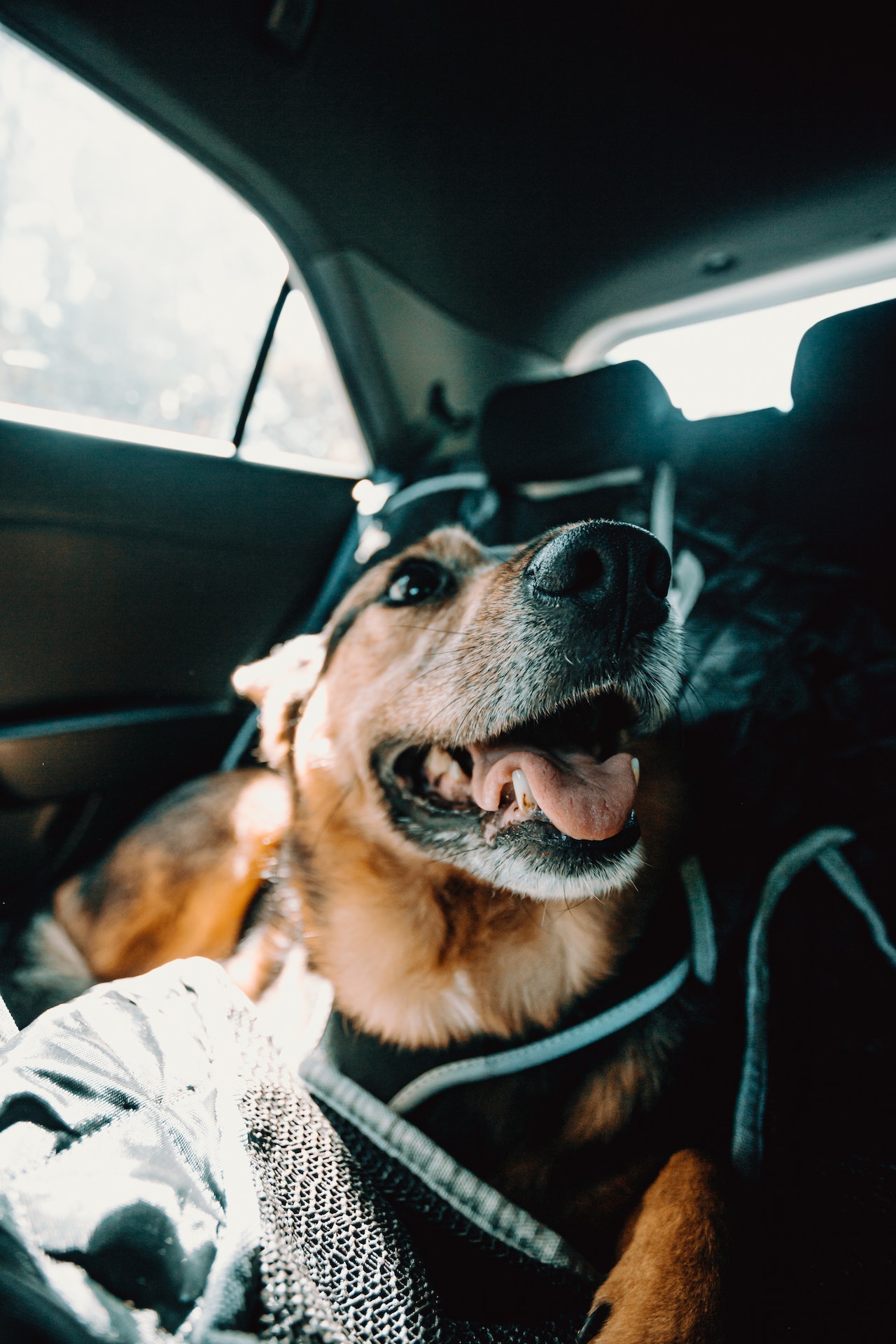 Dog travelling with harness in the back of a car