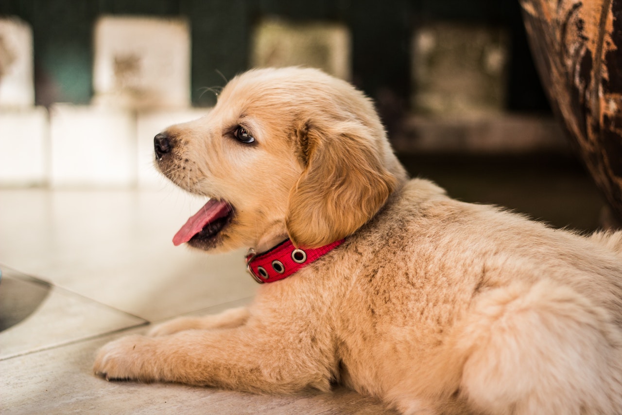 Close-up of Dog Yawning