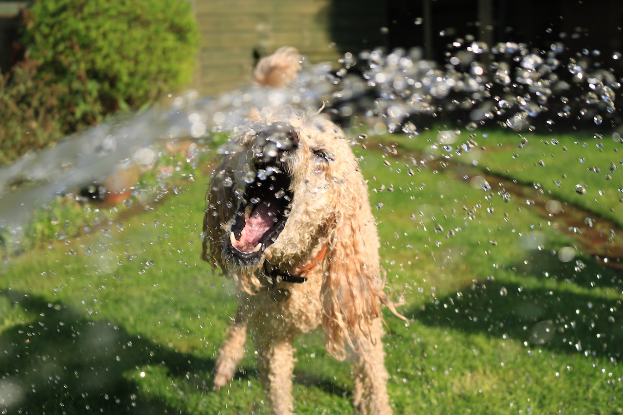 Dog having fun in garden